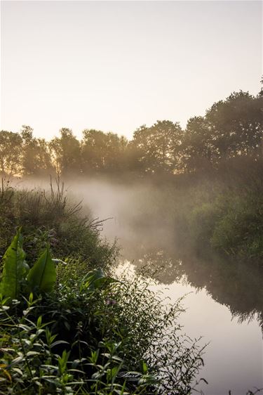 Ochtend aan de Zwarte Beek - Beringen