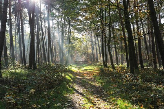 Ochtend in het Hobos - Overpelt