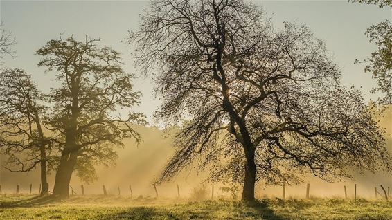 Ochtend in het Hobos - Overpelt