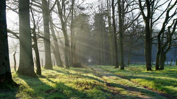 Ochtend in het Lindel - Overpelt