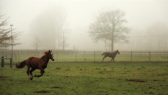 Ochtend in Lommel-Kolonie - Lommel