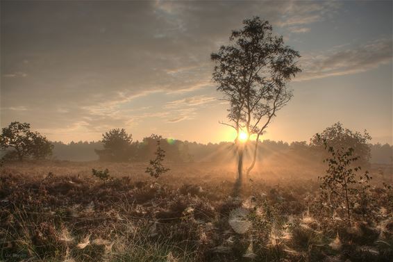 Ochtend op de Heuvelse Heide - Lommel