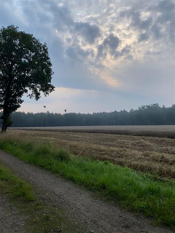 Ochtend op de Kolis - Pelt