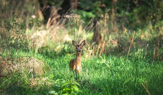 Ochtendgloren in het bos - Pelt