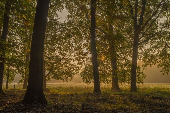 Ochtendgloren in het Hobos - Overpelt