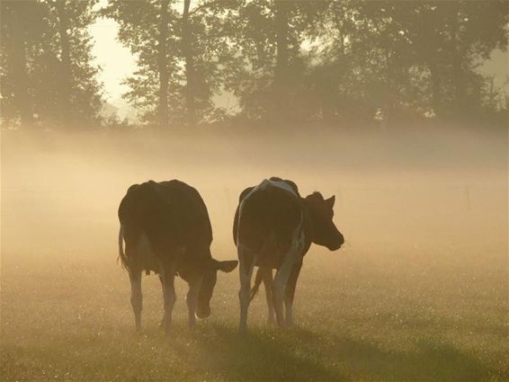 Ochtendmist op Boseind - Neerpelt