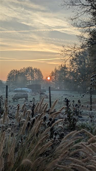 Ochtendstond - Beringen