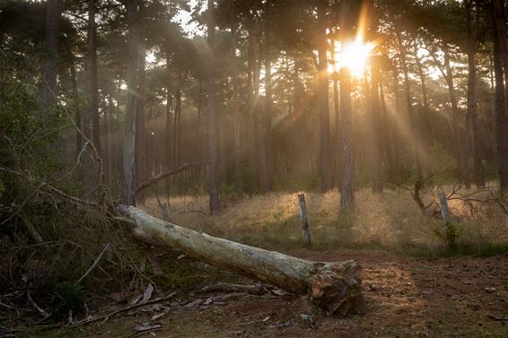 Ochtendstond heeft goud in de mond - Lommel