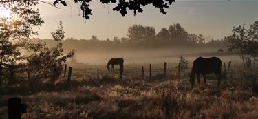 Ochtendstond heeft goud in de mond - Beringen