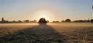 Ochtenstond heeft goud in de mond - Beringen