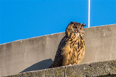 Oehoe in Beringen-Mijn - Beringen