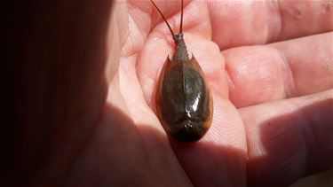 'Oerkreeftje' aangetroffen in Bosland