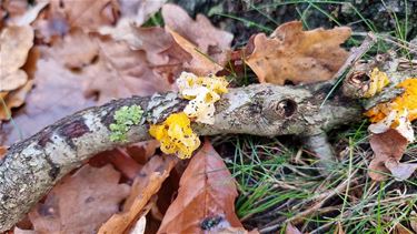 Ogen open houden in het bos - Pelt