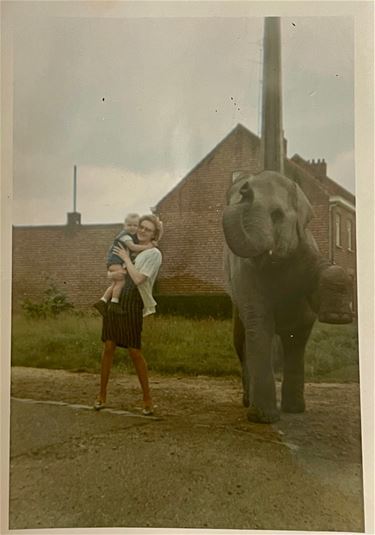 Olifant ontsnapt - Beringen