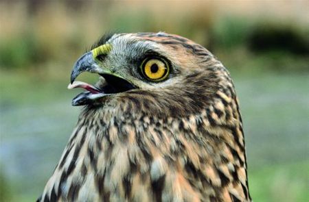 Om te koesteren: 'Vogels ringen in Limburg' - Pelt