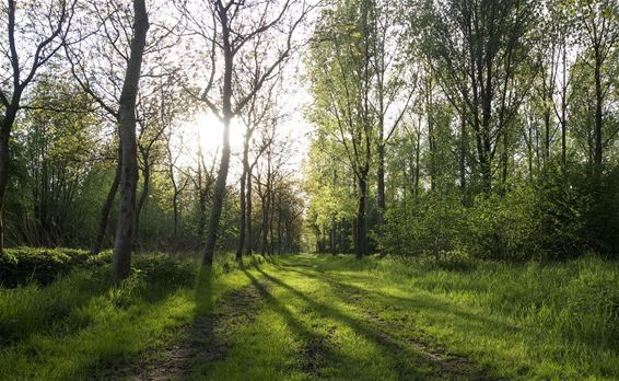 Ondergaande zon in de Kolonie - Lommel