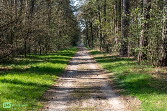 Onderhoud brandgangen Beverbeekse Heide van start - Hamont-Achel