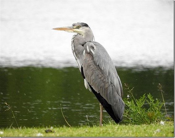 Ondertussen, aan de Begijnenvijvers... - Hechtel-Eksel