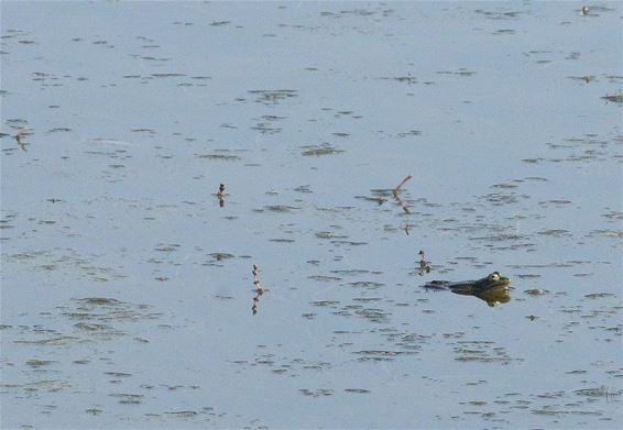 Ondertussen, aan de Bever... - Hamont-Achel