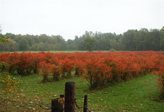 Ondertussen, aan de Beverbekerdijk... - Hamont-Achel