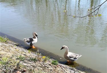Ondertussen, aan het kanaal... - Pelt