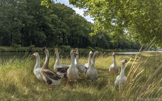 Ondertussen, aan het kanaal... - Pelt