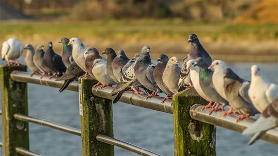 Ondertussen, aan het kanaal... - Neerpelt