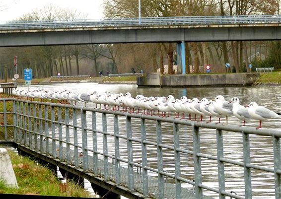 Ondertussen, aan het kanaal in SHLille... - Neerpelt