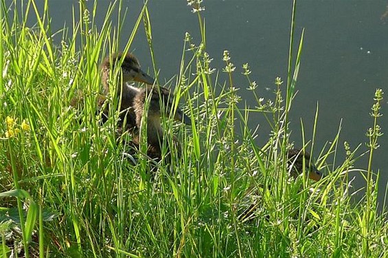 Ondertussen, bij het kanaal... - Neerpelt