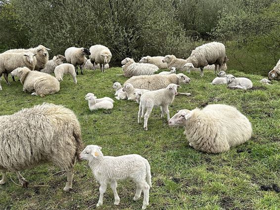 Ondertussen, bij het wachtbekken... - Pelt