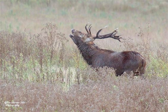 Ondertussen, bij het Weerterbos... - Hamont-Achel