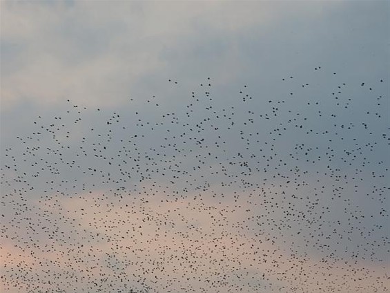 Ondertussen, boven het Hageven... - Neerpelt