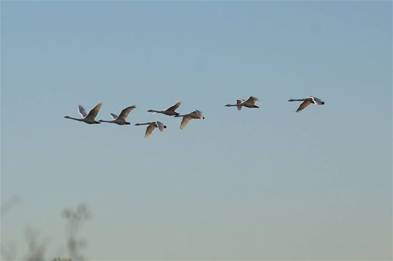 Ondertussen, boven het Hageven... - Neerpelt