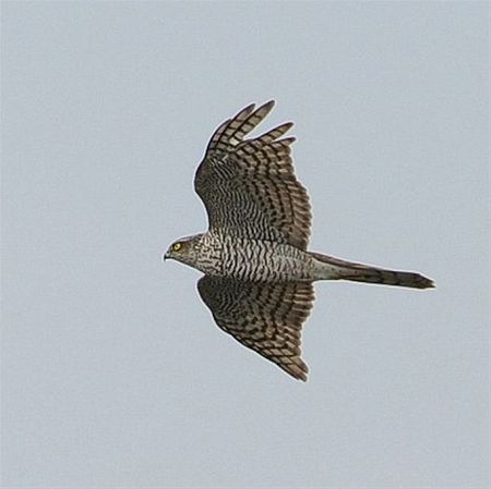 Ondertussen, boven het Hageven... - Neerpelt