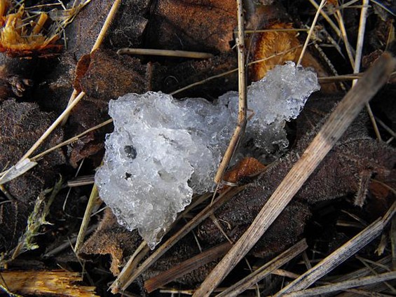 Ondertussen, in Bosland... - Hechtel-Eksel