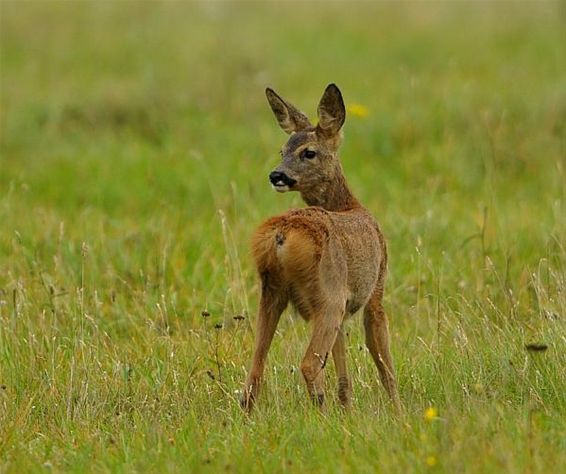 Ondertussen, in Bosland... - Hechtel-Eksel