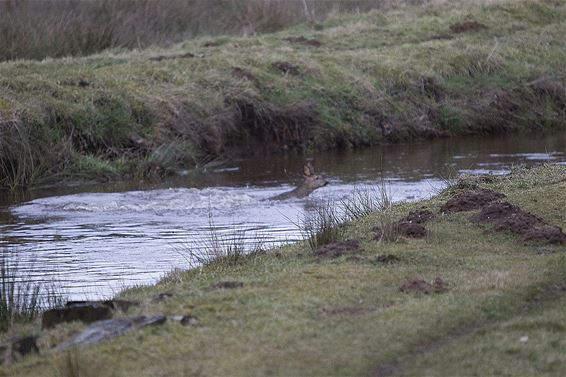 Ondertussen, in De Beekens... - Overpelt