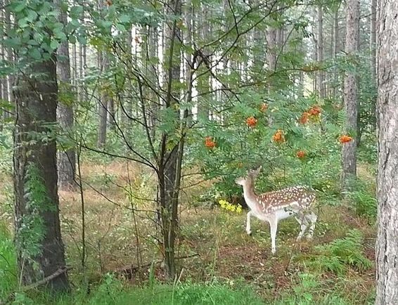 Ondertussen, in de Kattenbosser heide... - Lommel