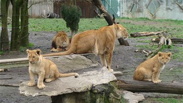 Ondertussen, in de Olmense Zoo...