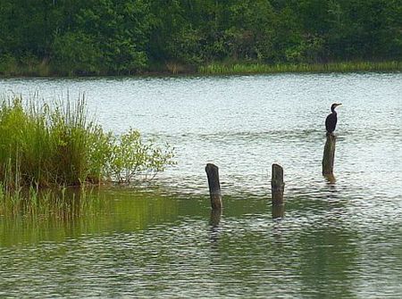 Ondertussen, in de Sahara... - Lommel