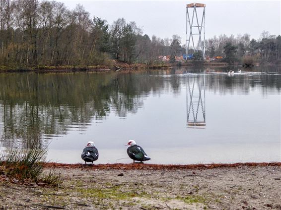 Ondertussen, in de Sahara.... - Lommel