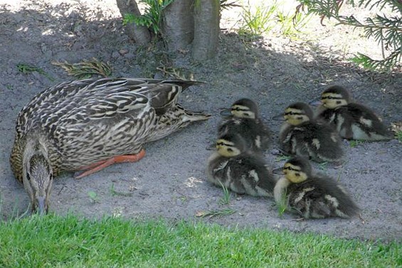 Ondertussen, in de Salvatorstraat... - Hamont-Achel