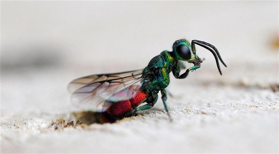 Ondertussen, in de Schansstraat... - Overpelt