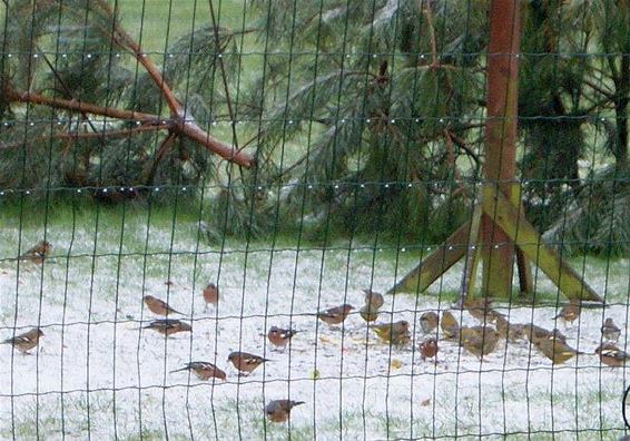 Ondertussen, in de Voetbalstraat... - Overpelt