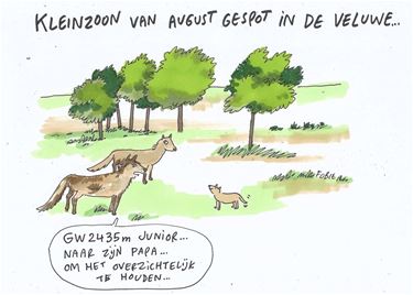 Ondertussen, in de wolvenwereld...