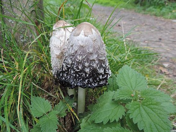 Ondertussen, in het Hageven... - Neerpelt