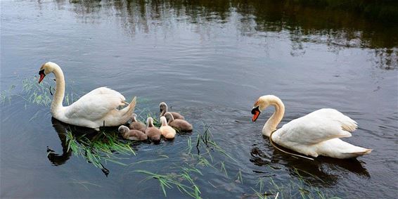 Ondertussen, in het Hageven... - Neerpelt