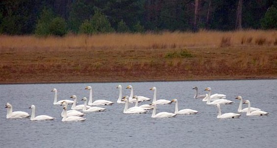 Ondertussen, in het Hageven... - Neerpelt