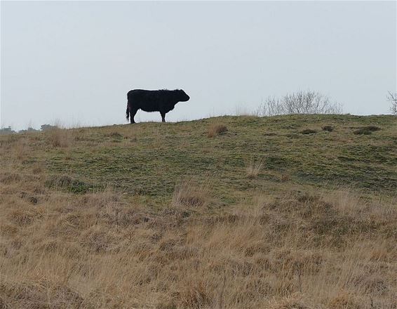 Ondertussen, in het Hageven... - Neerpelt