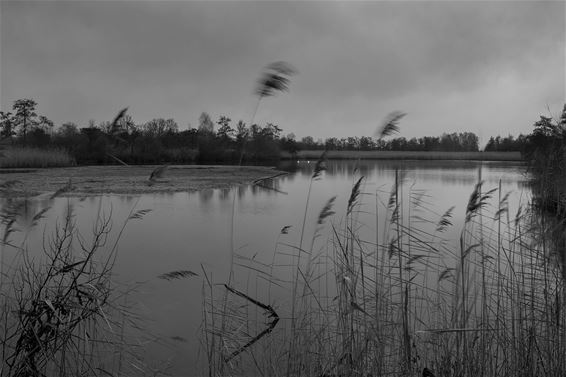 Ondertussen, in het Hageven... - Pelt